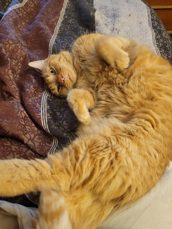 His way of begging. He also talks to me when he wants food or treats