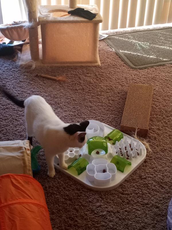 Searching for treats