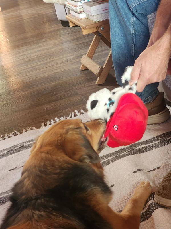 Bringing it to me to play fetch