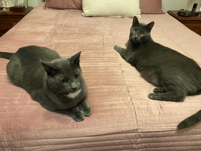 Rain and Reed relaxing.