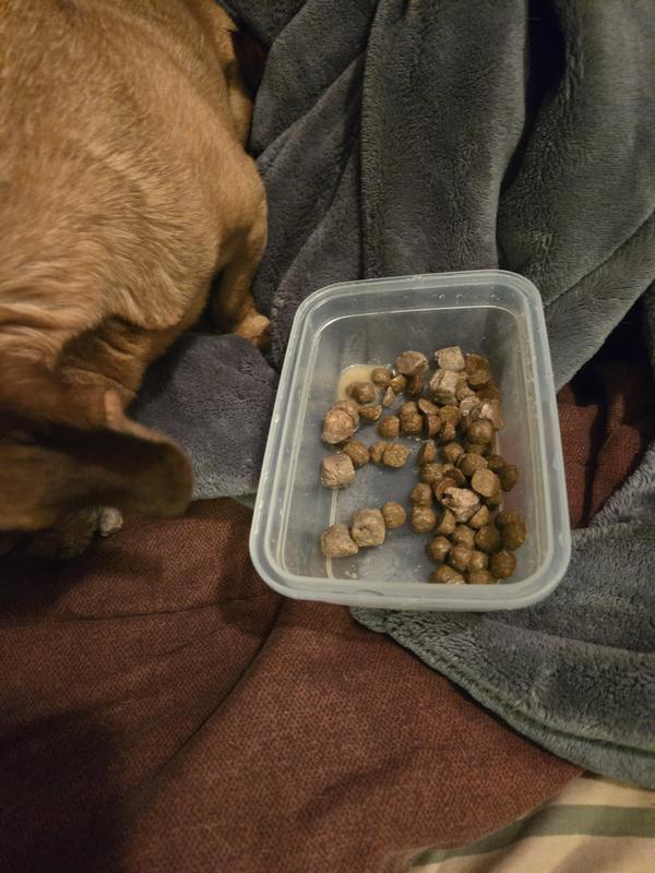 I added some water to rehydrate and make the kibble a little softer for this old boy.