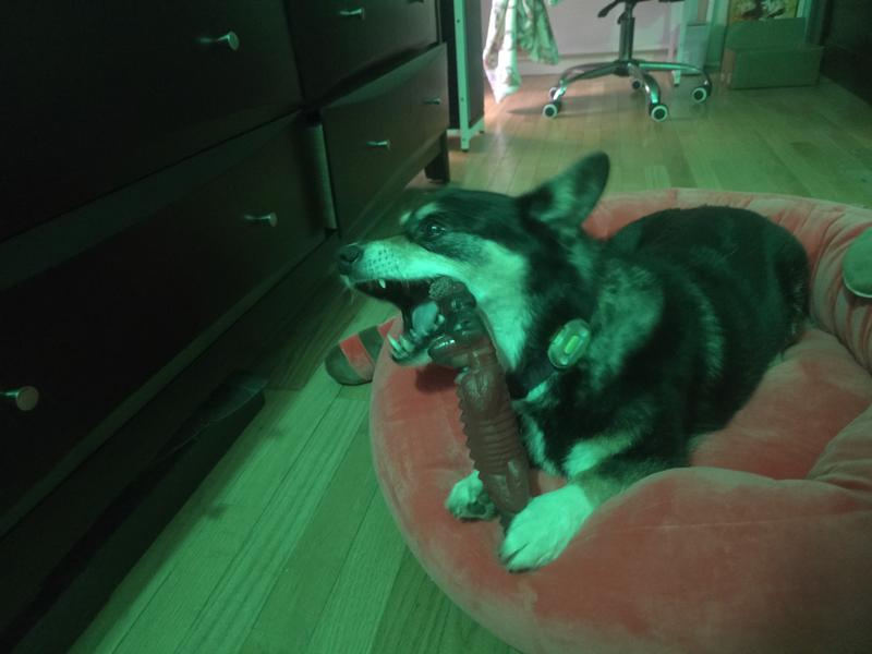 Freya in her new bed