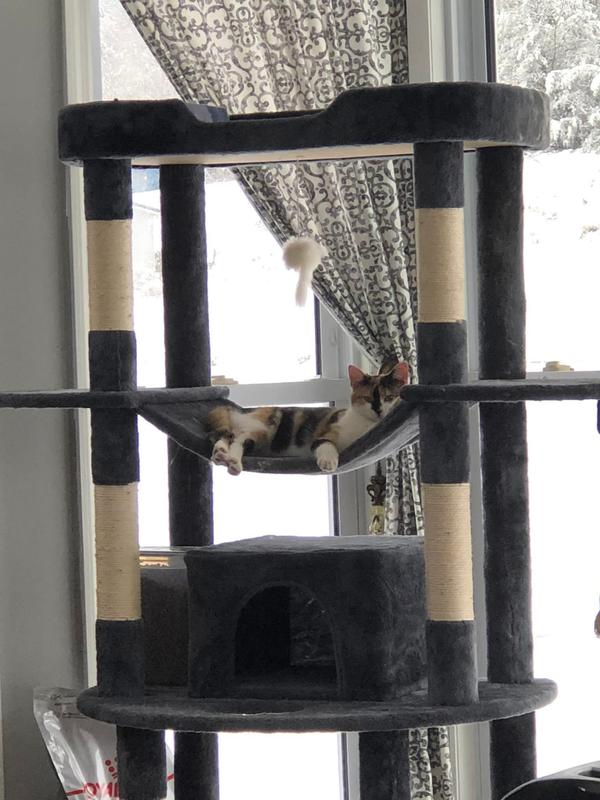 Binx napping after dinner