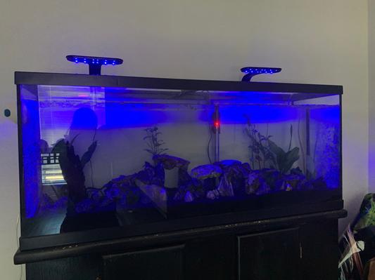 Xizioo Starlight-éclairage d'aquarium Led 5w Clip-on Lampe d'eau