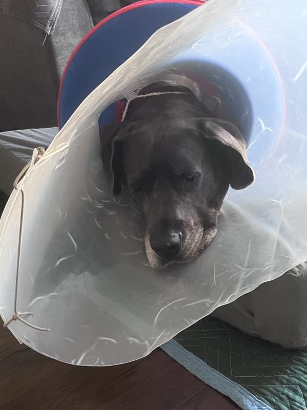 This odd the difficult vine you walk around and maneuver doorways with!