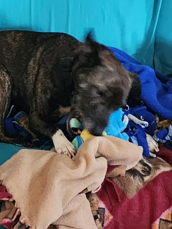 Freyja had a ball making it squeak