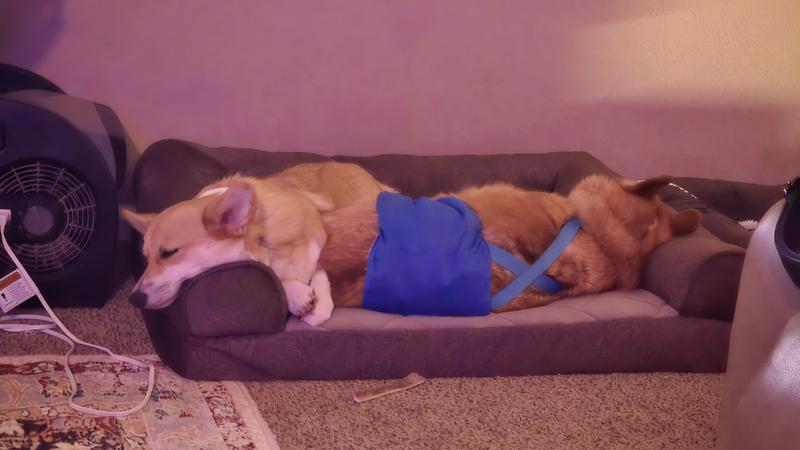 Cam napping comfortably with his sister while wearing his suspenders and band.