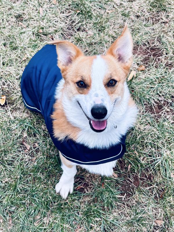 Corgi (measured L) is wearing a medium. He's a taller/longer than average Corgi