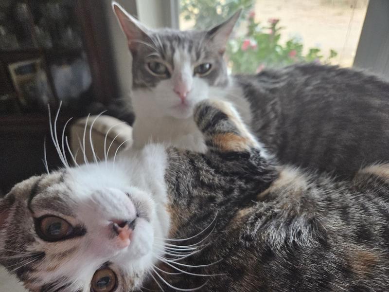 Stowie, 2; we got her when she stowed away under my husbands truck, and Kia, 8 month, was adopted from Tiny Angels Kitten Rescue.