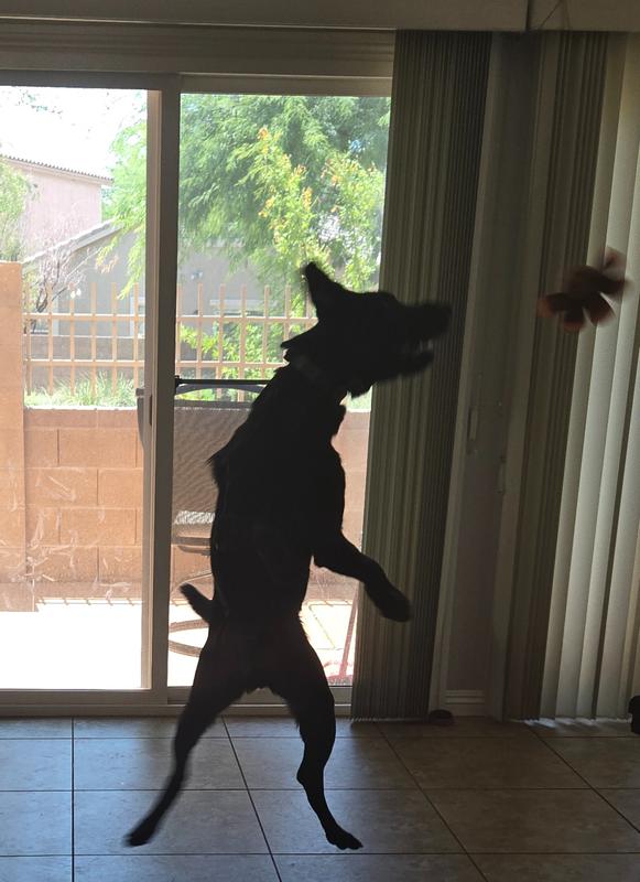 Flipping and Flopping it in the air!