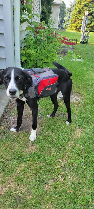 Kong dog backpack online