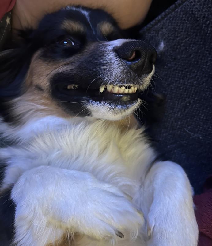 Sebastian feeling clean and relaxed after his bath!