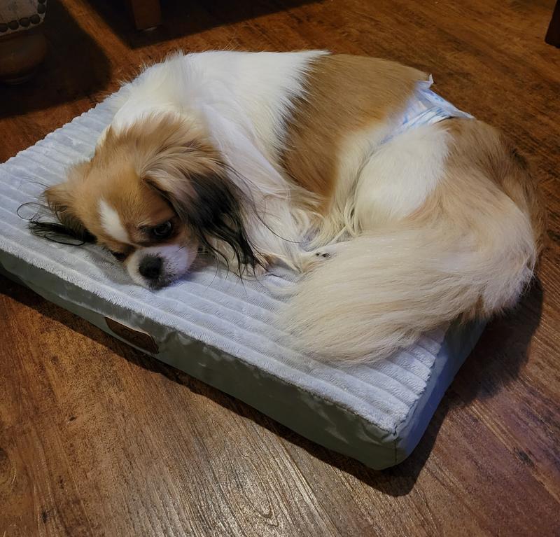 Gunny takes a nap.