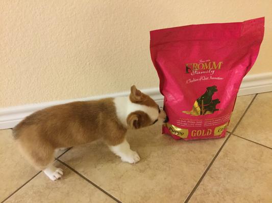 Fromm family gold dog hotsell food reviews