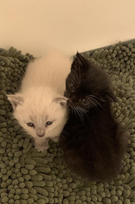 TINY TIGER Kitten Pate Turkey Recipe Grain-Free Canned Cat Food, 3