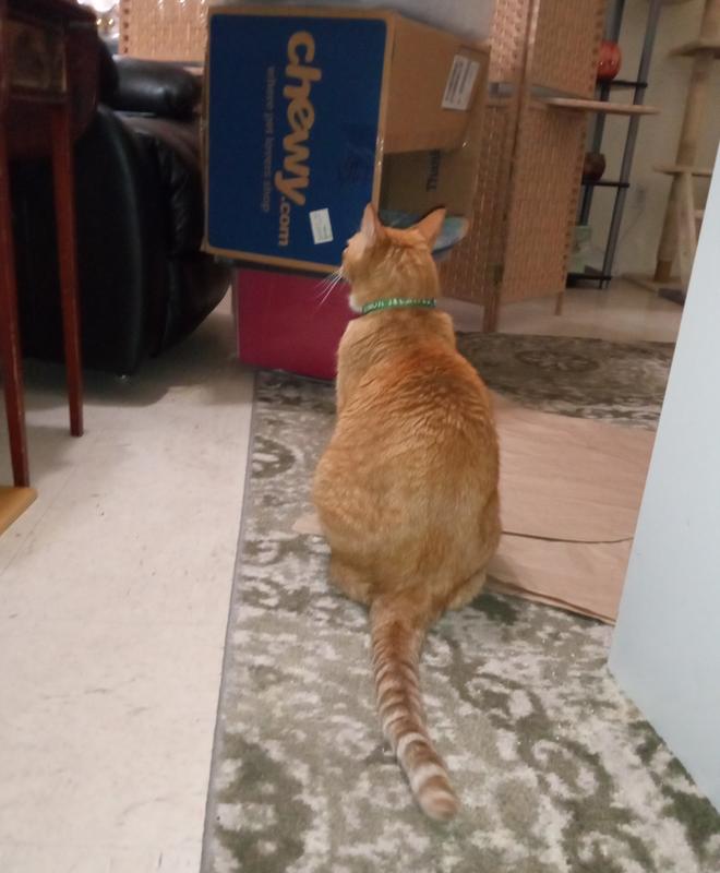 Looking at his Chew sleep house.