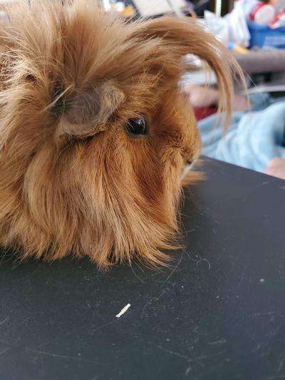 My little Gizmo