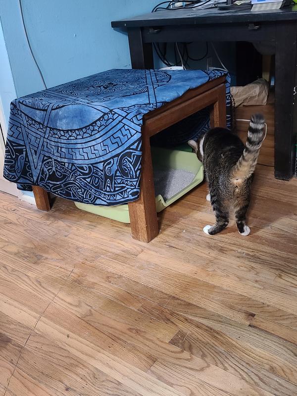 Frisco Senior and Kitten Cat Litter Box
