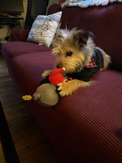 Benji with a new toy.