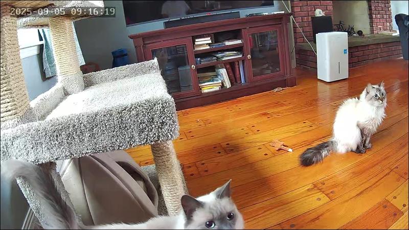 Logan & Leon in family room