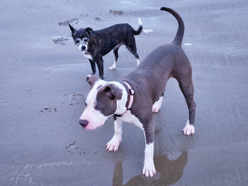 The monsters! Pixie (the small one) is the boss.