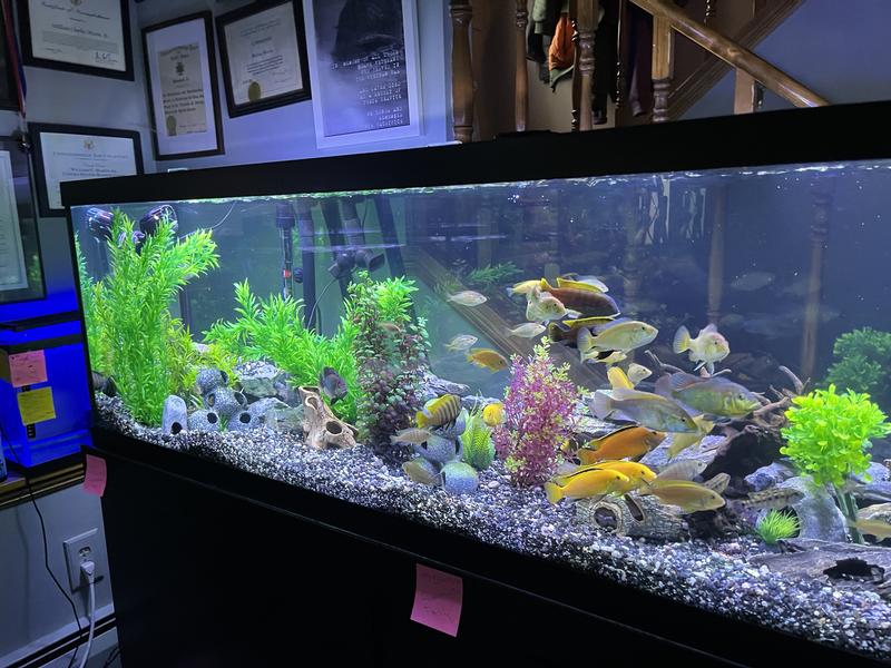 Cichlid aquarium