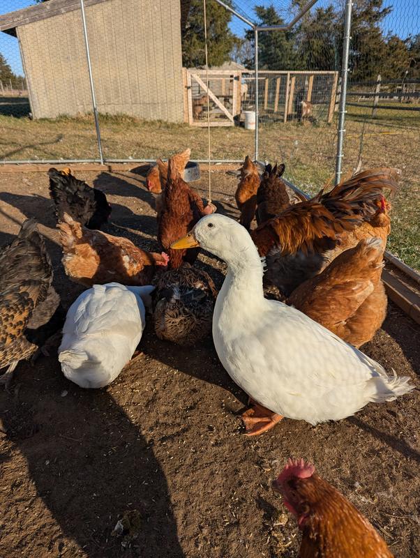 Works for chickens and ducks