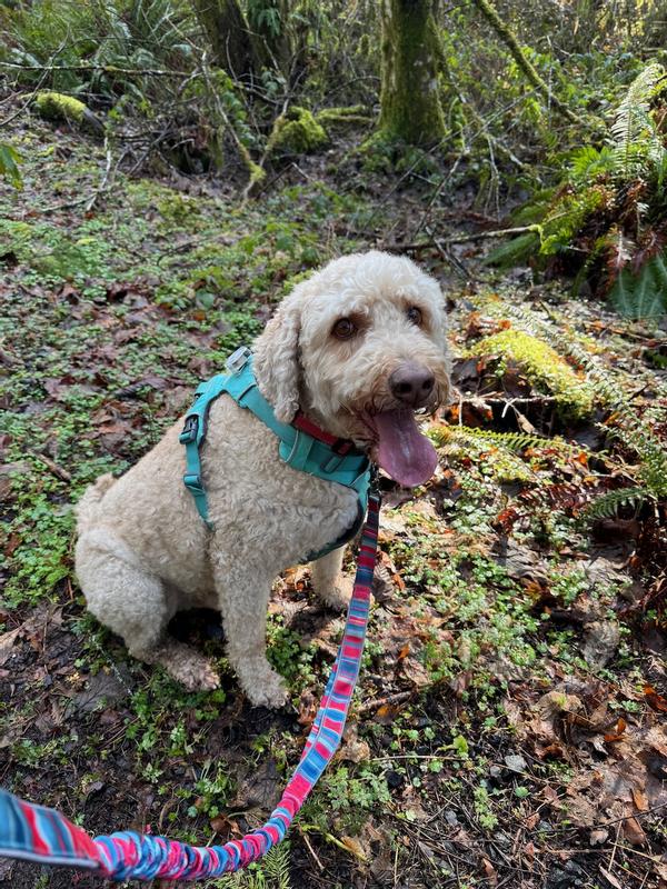 Everybody loves it, even in the woods!