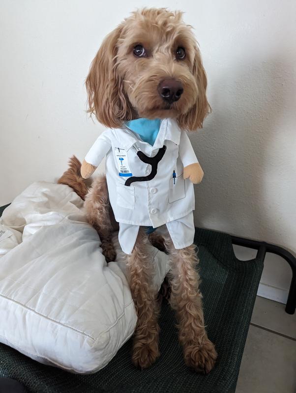 Large dog outlet doctor costume