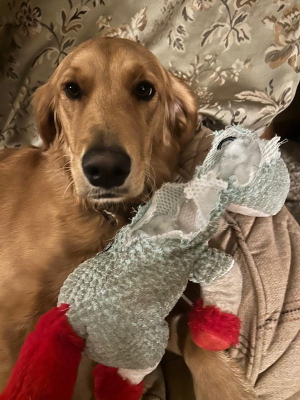 20 days later and still his favorite toy.