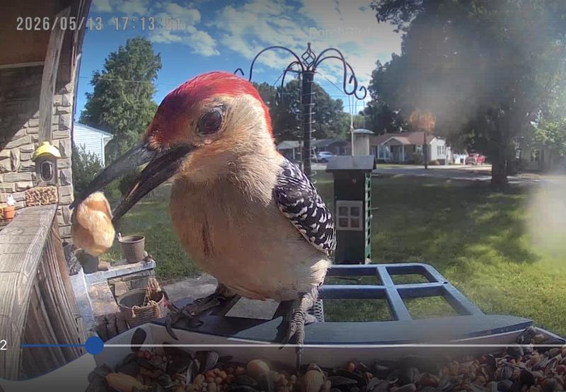 Red-bellied Woodpecker