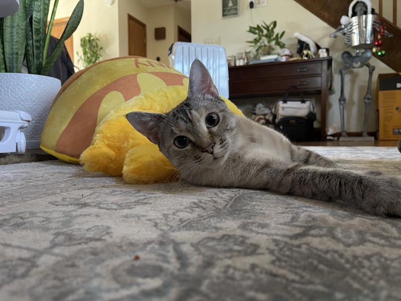 DISNEY Winnie the Pooh Honey Pot Covered Cat & Dog Bed