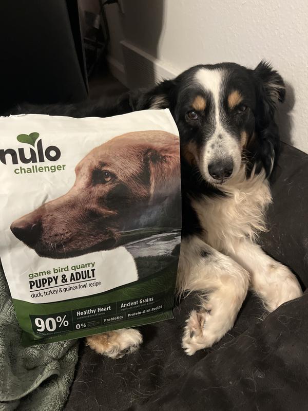 Poppy our 9 year old rescue LOVES Challenger. She does a cute dinner dance!