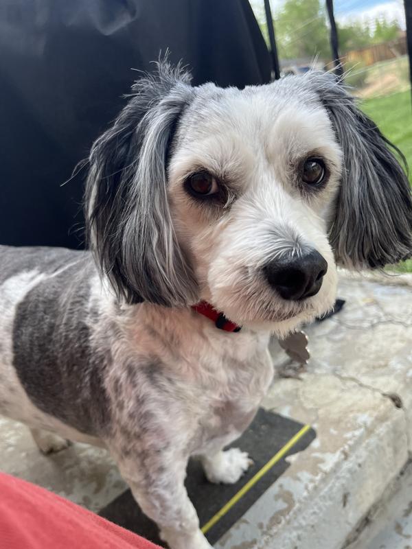 Chloe, Deuce, and Yeti