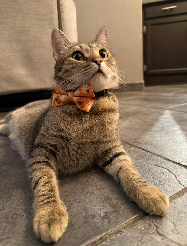 Waffle Cone wearing his bow tie