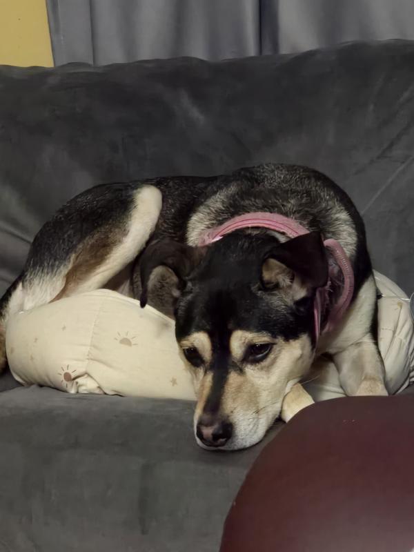 45lb dog doing her best