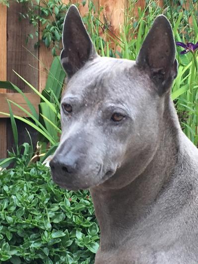 My Thai Ridgeback Dog (TRD), Chang, which means "monkey" in Spanish!