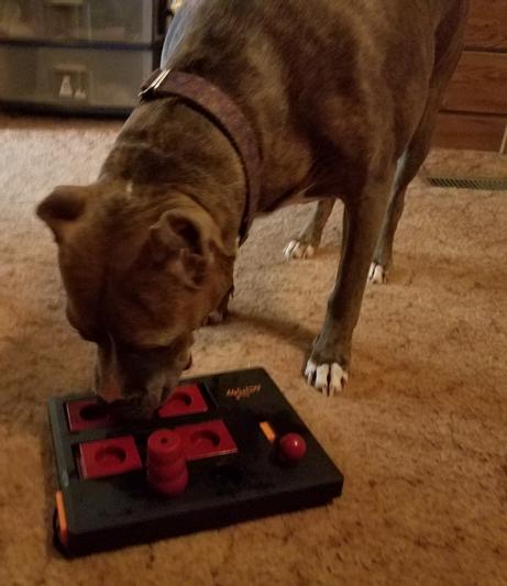 TRIXIE Dog Activity Flower Strategy Game, Level 3, Advanced Dog