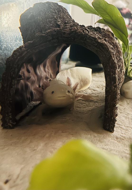 Our full grown axolotl loves it. Finally something big enough & goes with the natural theme my kid wanted.
