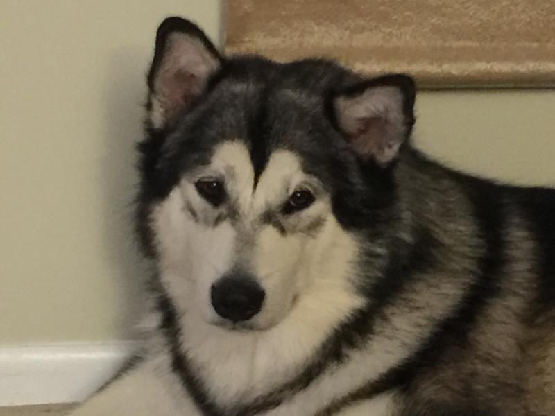 Jake waiting for his Cosequin