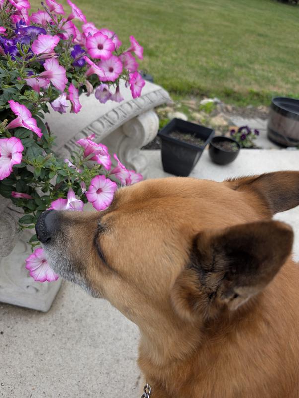 Koda "inspects" everything !