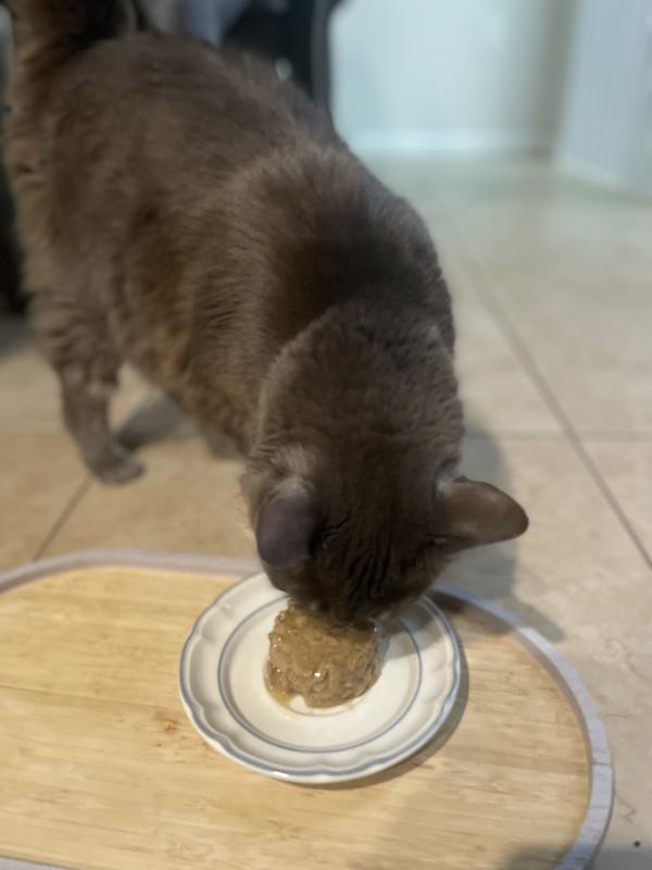 Mochi and Shiki Tested and Approved