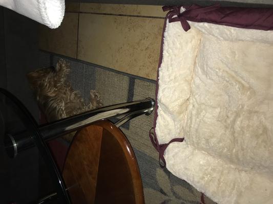 As u can see my Yorkie lays next to the bed, not in it.