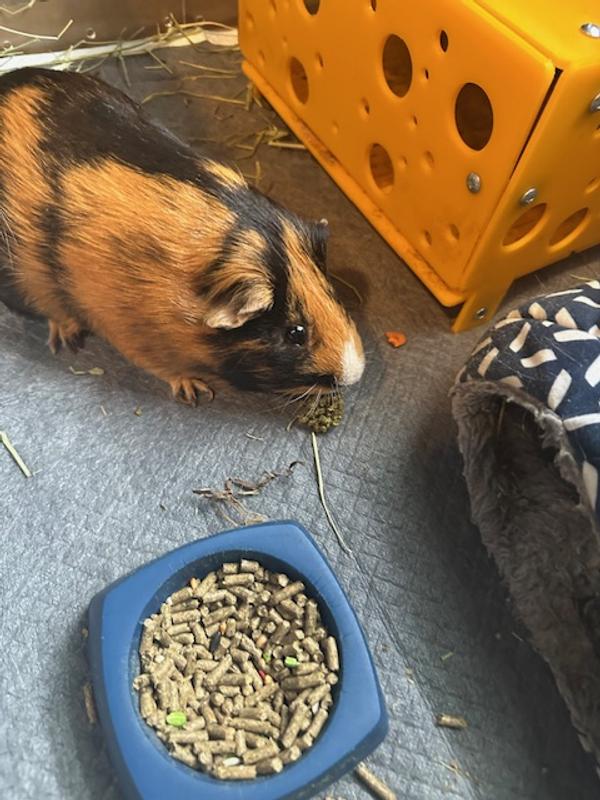 Leo starting to nibble away