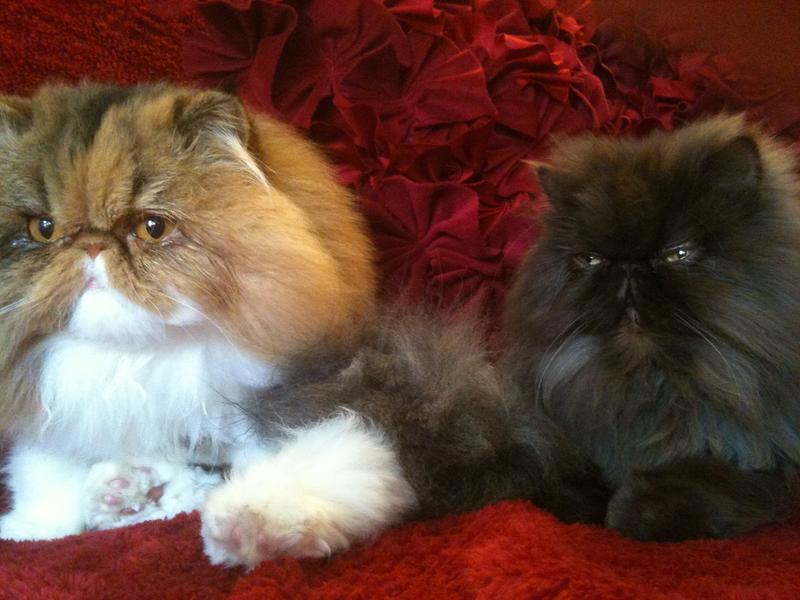 Autumn and her friend Godiva, both in Heaven.