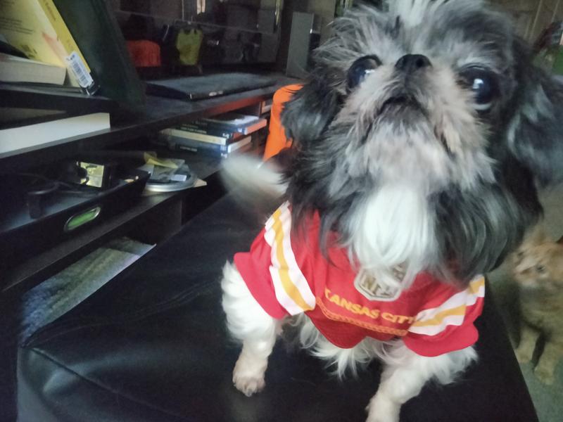 Mahomes jersey best sale for dogs