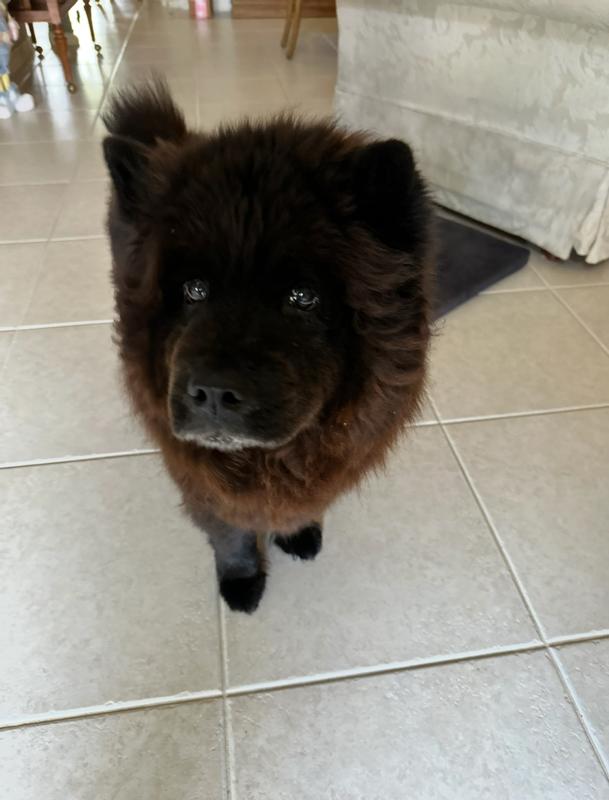 Happy Furry Family Member