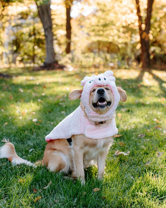 My piggy-obsessed golden!