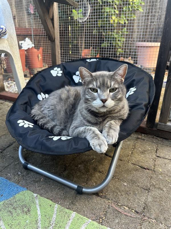 Earl loving his chair!