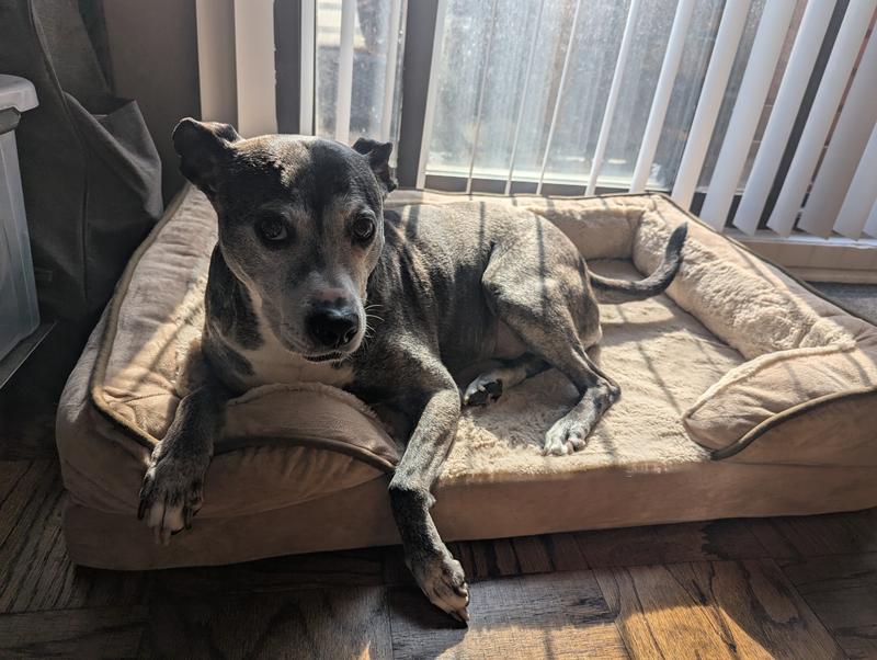 Arya particularly loves it when we put the bed in a sunbeam.